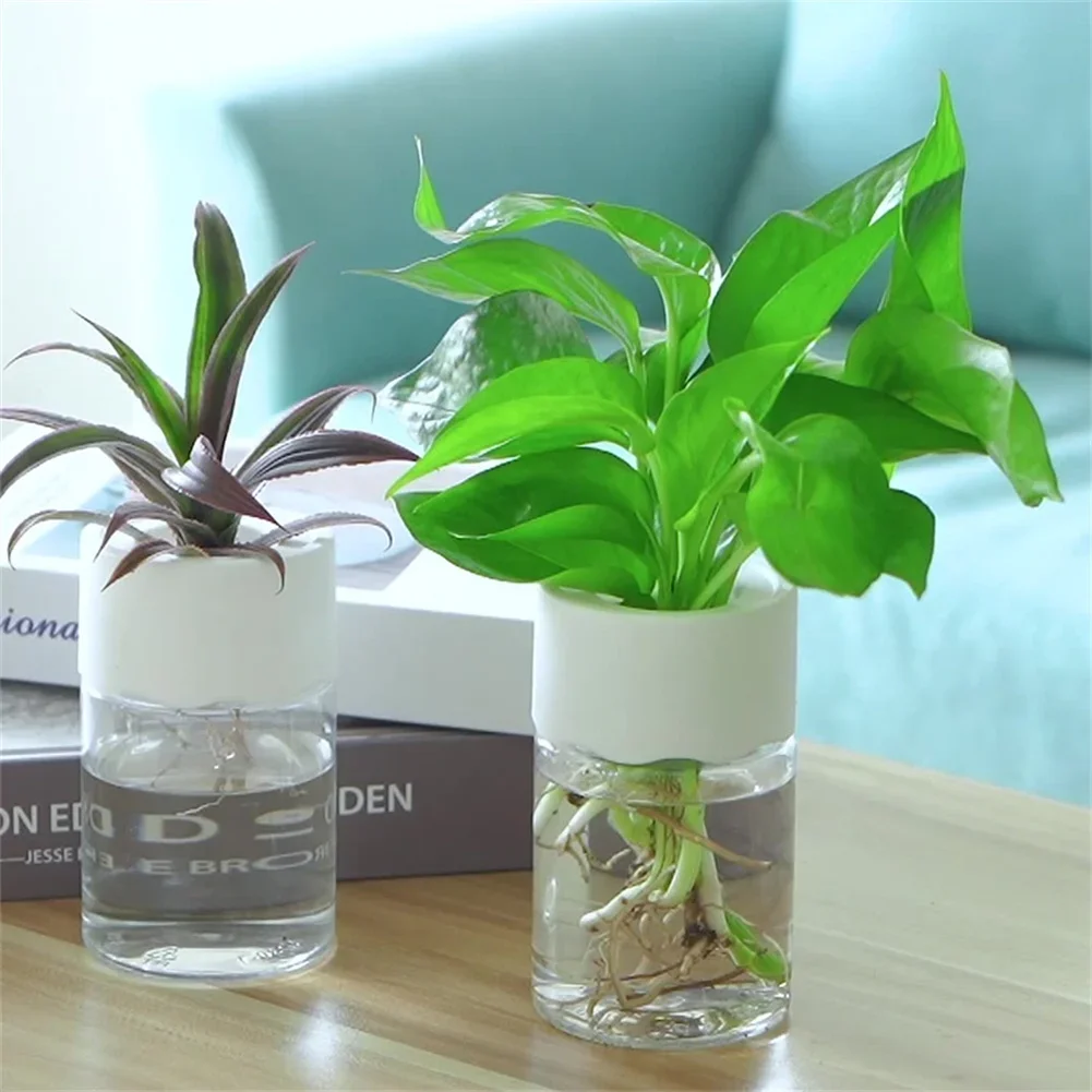 Aloe Vera Pot - Mini Hydroponic Flower Pot Transparent Soilless