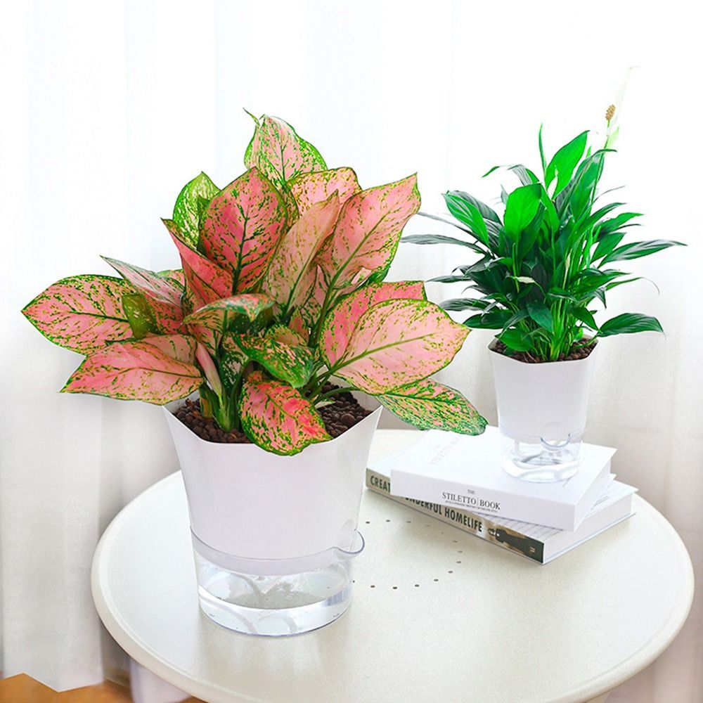 Transparent Double Layer Plast - Aloe Vera Pot recension och pris
