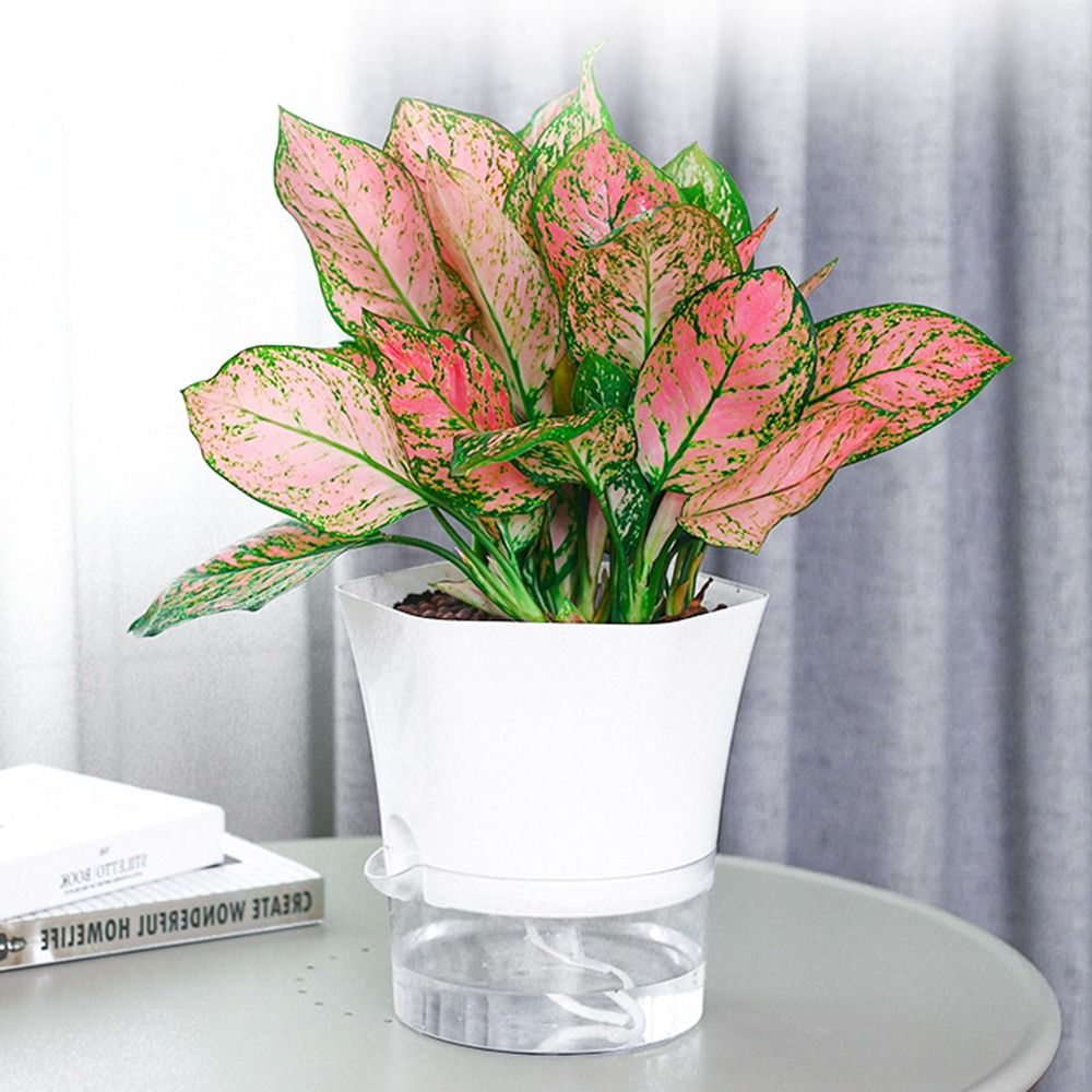 Transparent Double Layer Plast - Aloe Vera Pot recension och pris