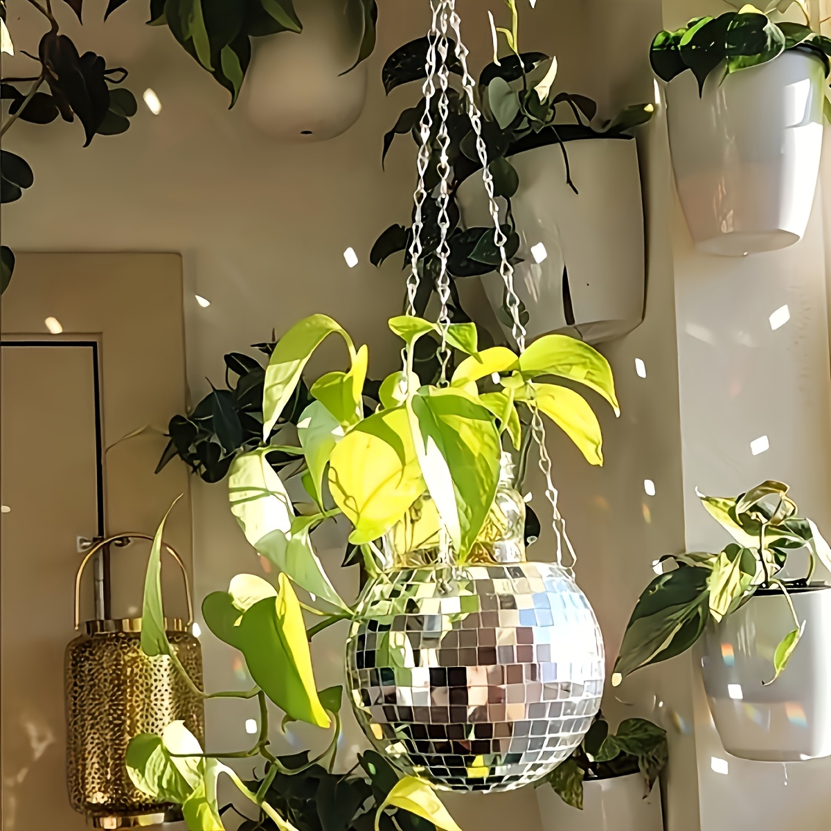 Disco Mirror Ball Hanging Flow - Echeveria Succulent recension och pris