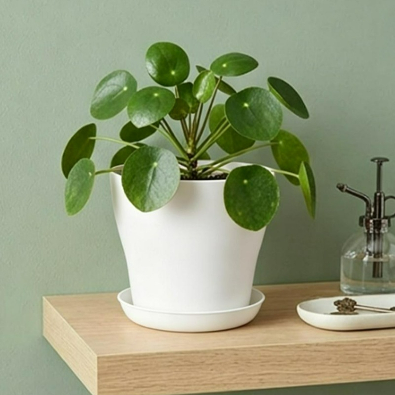 Plant Pot Set with Drainage Ho - Aloe Vera Pot recension och pris